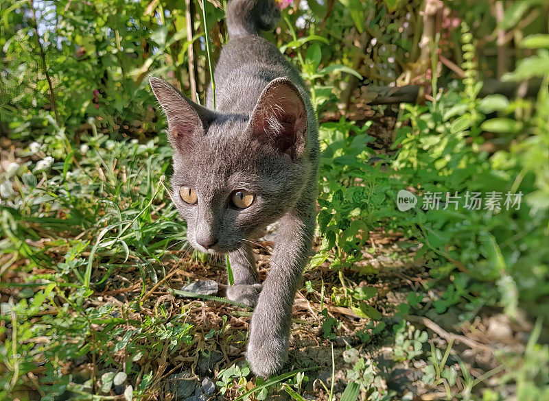 一只猫在树林里穿过草丛的照片，埃及猫在草丛中行走，背景模糊。