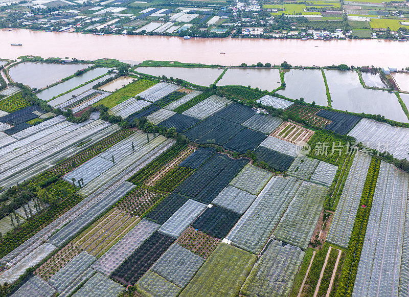 檀乐岛上的人们种植梅树，用网覆盖了芹苴市的整个梅园