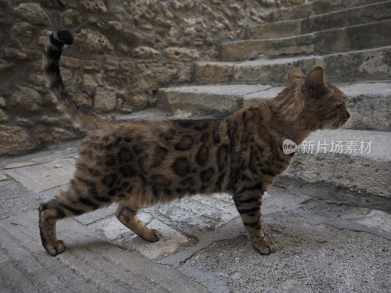 流浪猫在街上