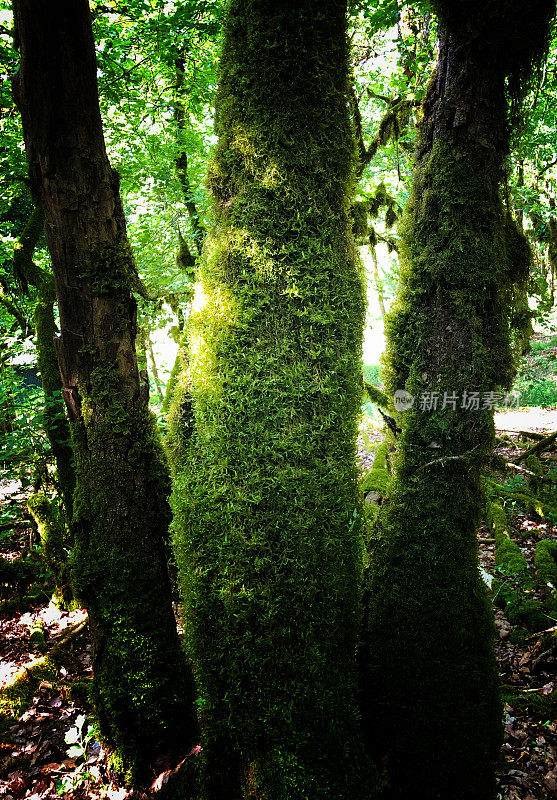 长满青苔的森林