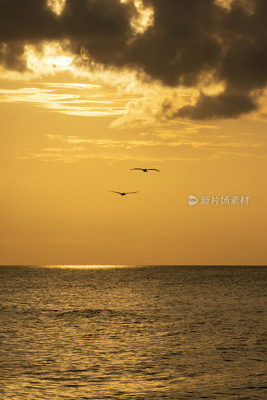 阳光反射在海面上，一对鹈鹕的剪影飞向镜头，金色的色调和云彩在早晨的天空