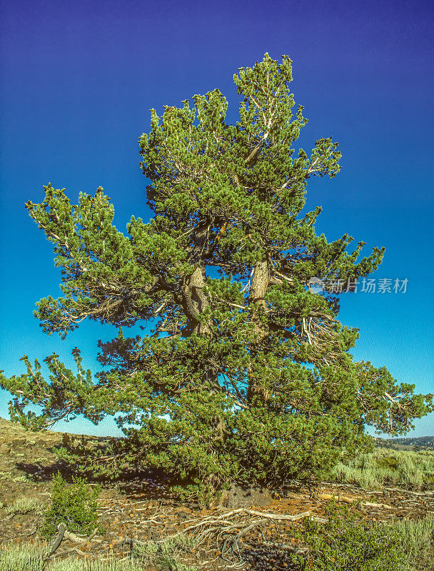 柔韧松是一种松树——松科，生长在美国西部、墨西哥和加拿大的山区。它也被称为落基山白松。死亡谷国家公园。树上的雌球果