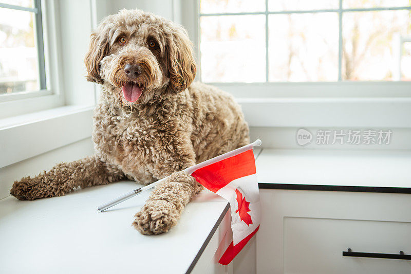 金色拉布拉多犬庆祝加拿大国庆日