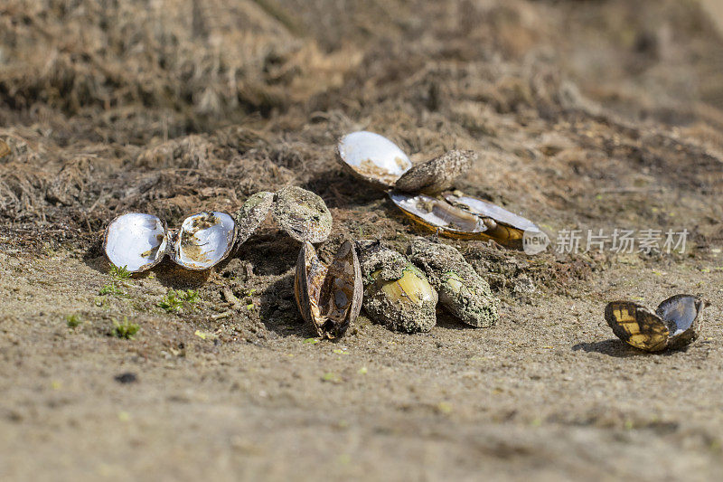 在清晨的阳光下，一堆开着壳的死贻贝和干肉。