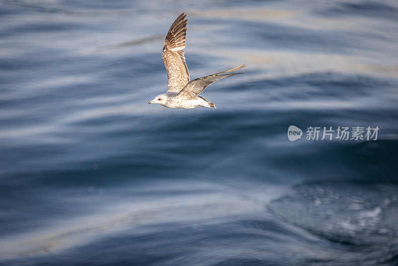 海鸥在飞翔。