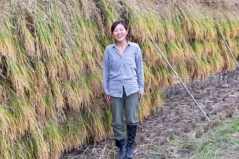 日本稻田里收割水稻的场景