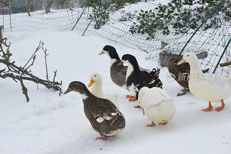 七只鸭子站在他们的围栏里的雪地里，所有的鸭子看起来都很困惑，因为覆盖在地上的雪让他们的脚很冷。
