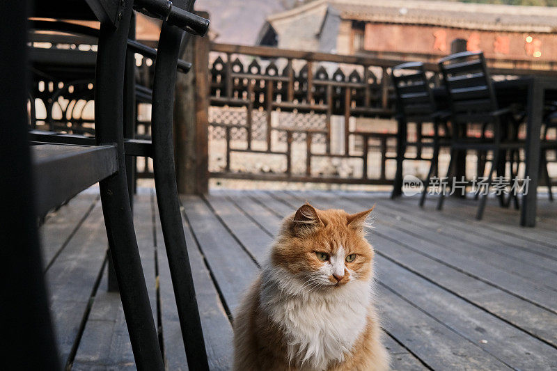 只流浪猫