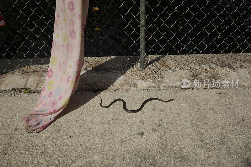 在佛罗里达州迈阿密看到的一条小蛇。