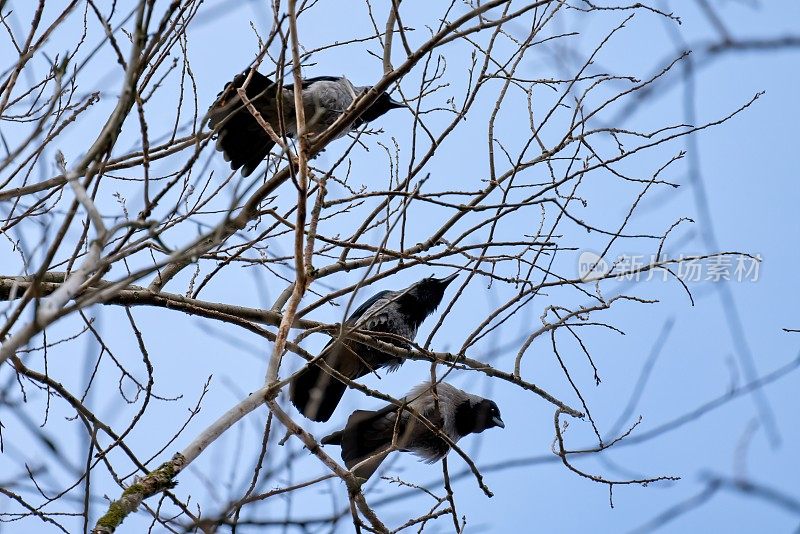 春天树上的乌鸦。三只乌鸦在树枝上。有选择性的重点。