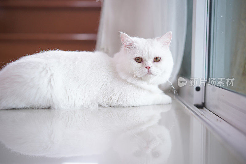 成年波斯白猫躺在玻璃门、楼梯和窗帘背景旁反光的地板上。