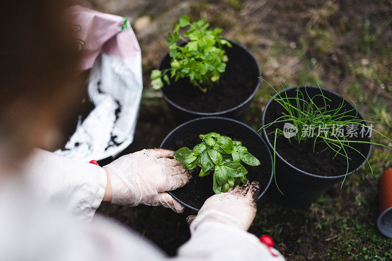 种植草药:一个无法辨认的女人在家里种植的手，特写