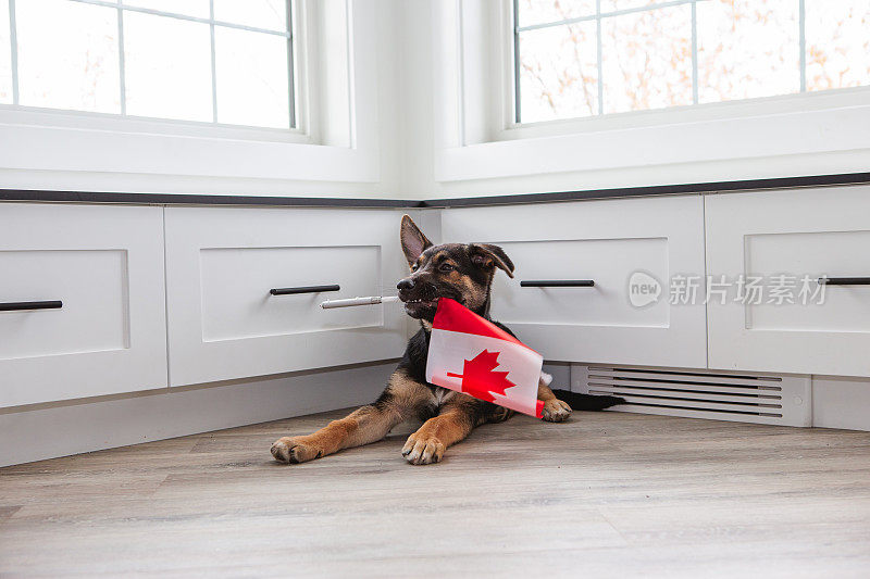 拿着加拿大国旗的德国牧羊犬