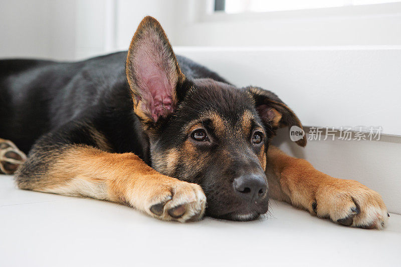 德国牧羊犬幼犬