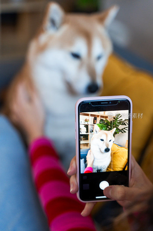 用手机捕捉狗的肖像