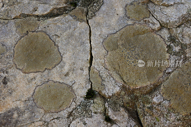 裂隙岩石上的地衣