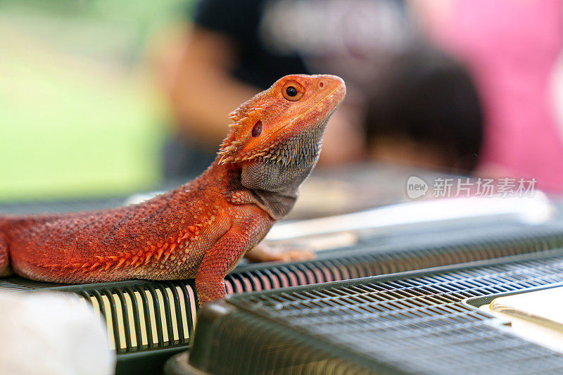 橙色胡须龙(Pogona)的特写。