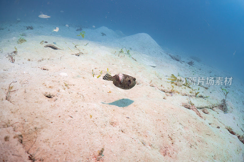 受伤的河豚鱼或箱鱼或气球鱼游泳在深海沙底水肺潜水探索旅游活动水下蓝色背景景观在安达曼海，泰国