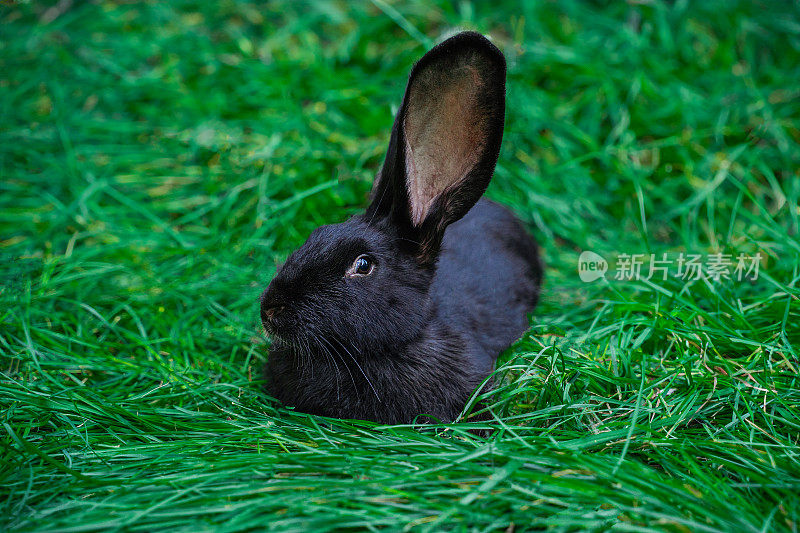黑色巨人弗兰德斯中等大小的兔子躺在绿色的草地上