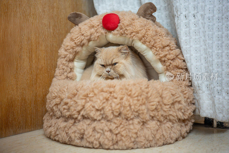 毛茸茸的英国长毛小猫好奇地在舒适的沙发上打盹。在舒适的室内不受打扰，它沐浴在宠物的快乐中。不受干扰，它只是沐浴在柔软中，享受室内的放松。