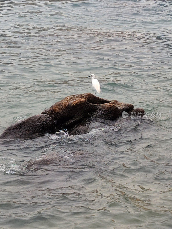 香港土瓜湾避风塘的苍鹭