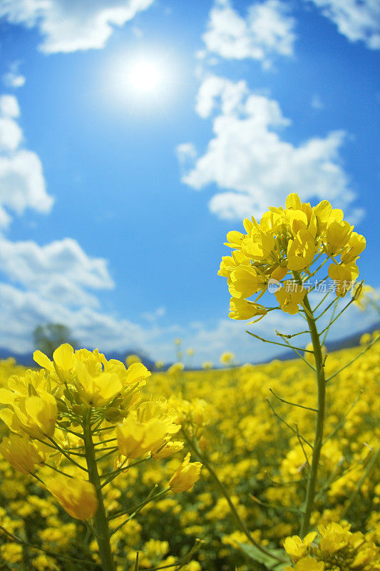 鱼眼镜头的一片油菜花海。日本长野县Iiyama