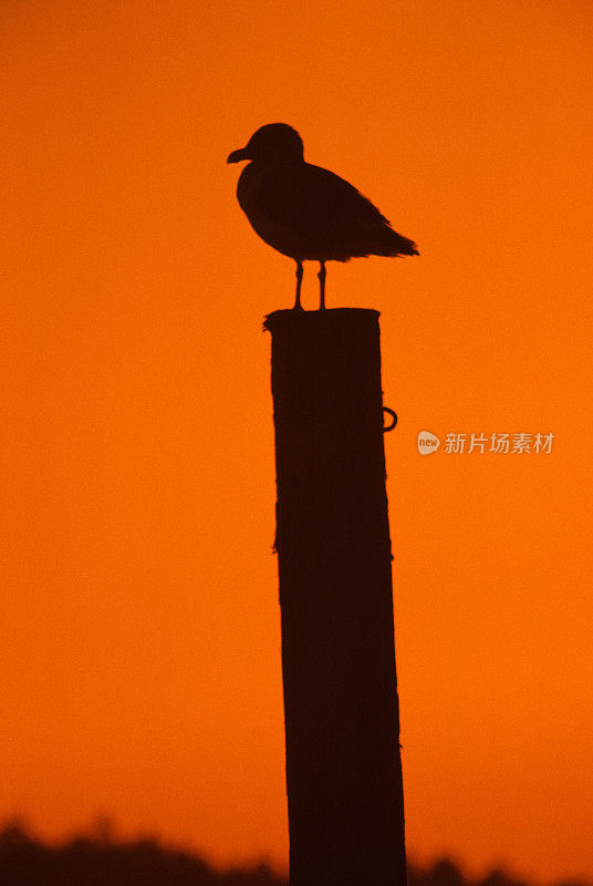 日落时分，桩上的西海鸥
