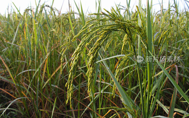 水稻领域