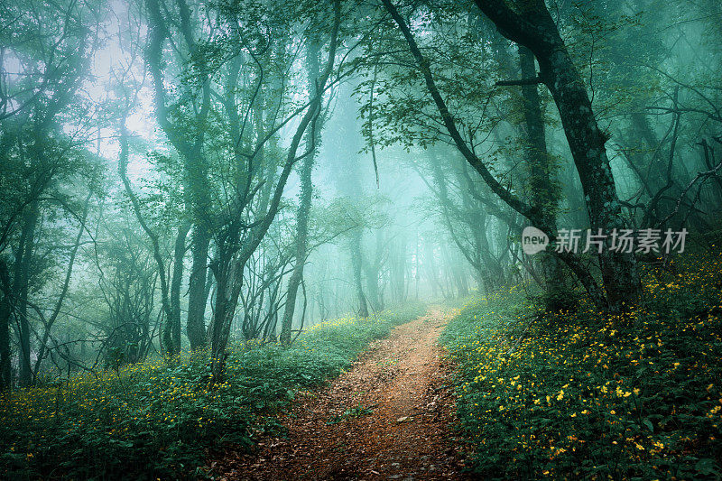 神秘的黑暗森林在雾与道路和鲜花