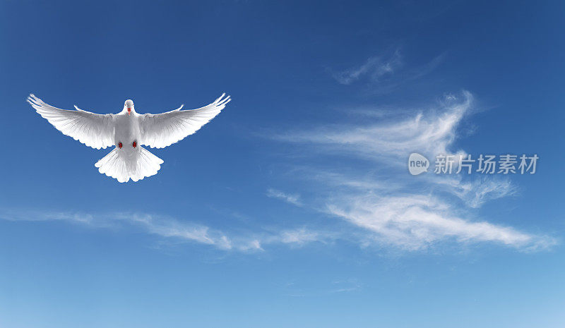 蓝天上的白鸽，是信仰的象征