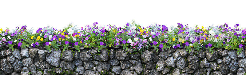 花和石头栅栏孤立在白色的背景