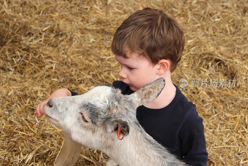 蹒跚学步的孩子在农场喂山羊
