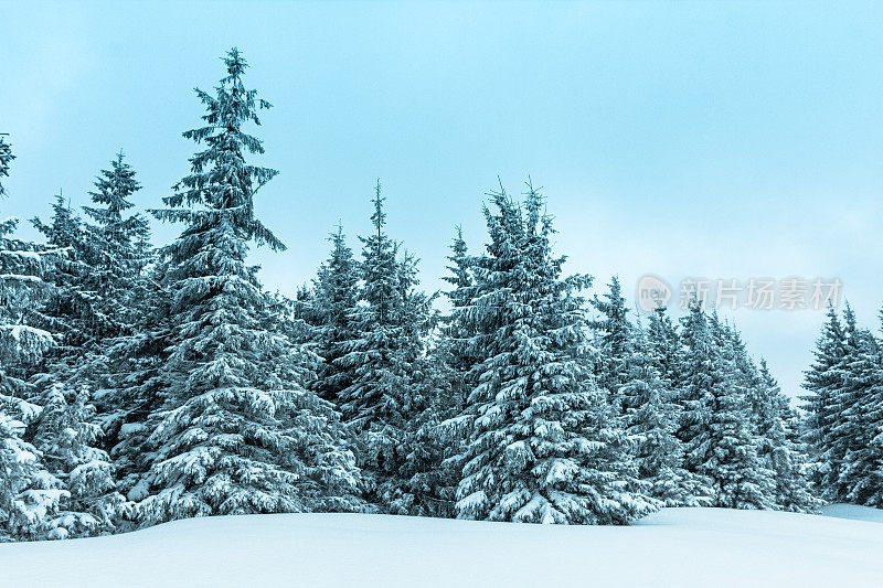 美丽的冬季景观和白雪覆盖的树木