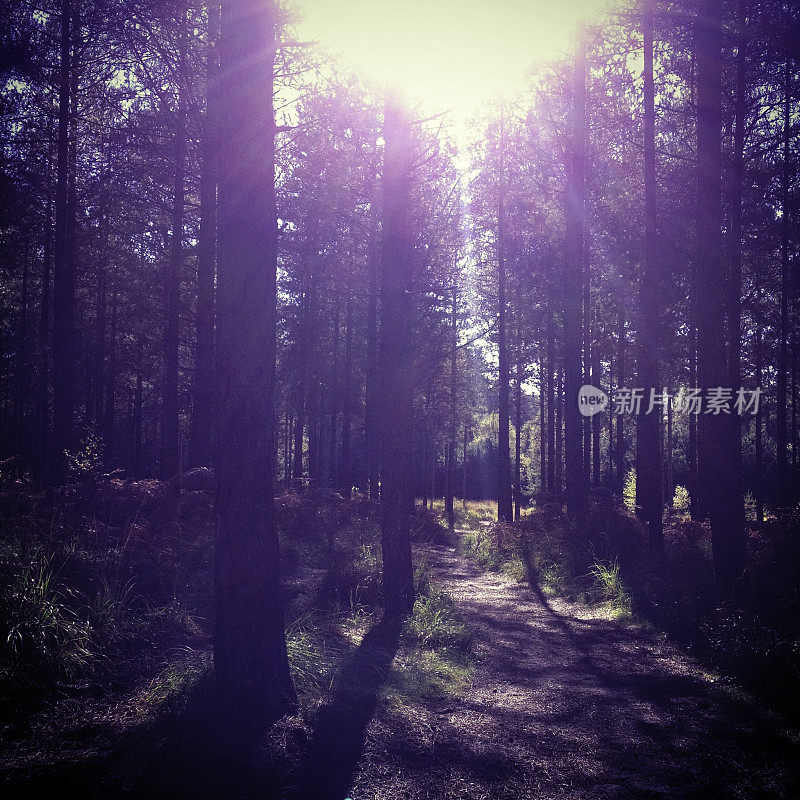 阳光下的新森林树木