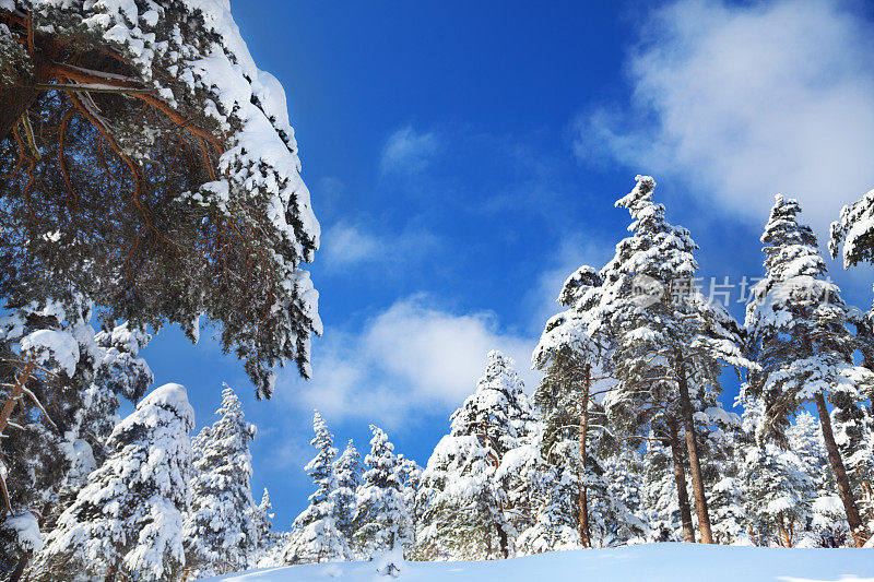 野外冬季景观与云杉森林覆盖的雪