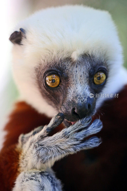 马达加斯加:Andasibe-Mantadia国家公园的Coquerel狐猴