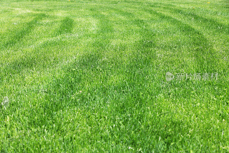 草坪拖拉机除草后的绿草