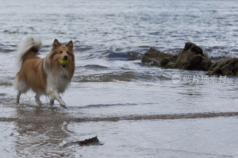 漂亮的狗从海里捡球。