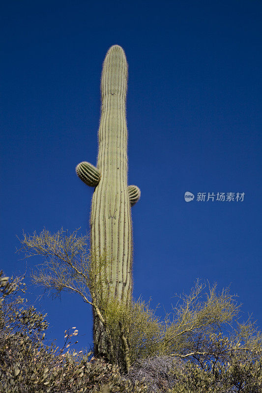 单株仙人掌对抗晴朗的蓝天