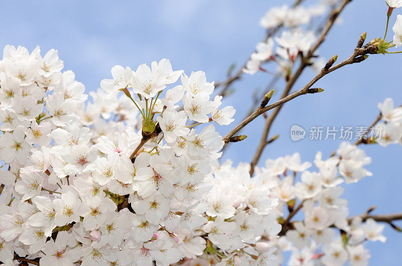 日本樱花