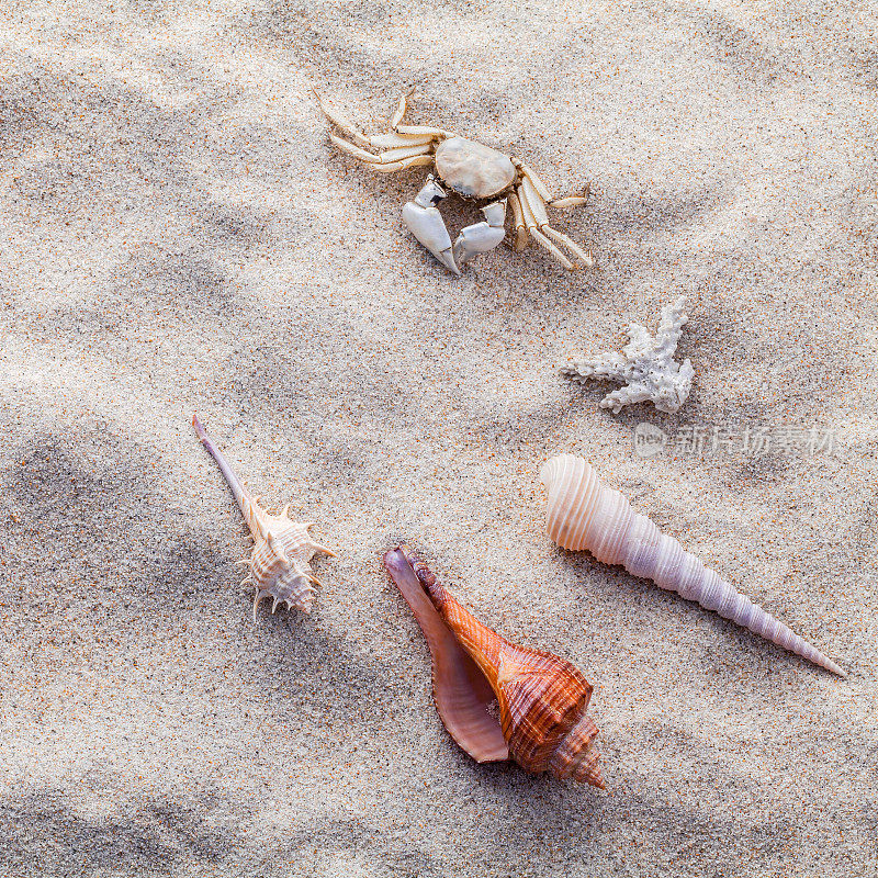 沙滩上有贝壳、海星和螃蟹。