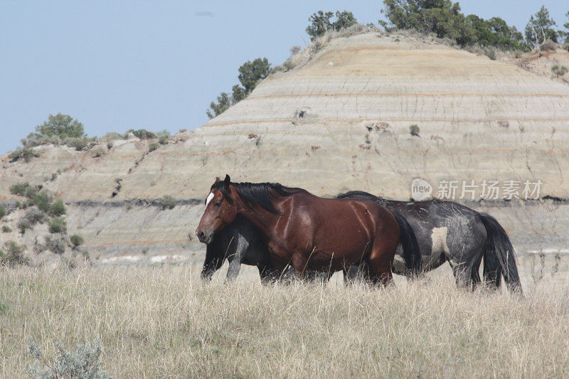 北达科他州荒地上的马