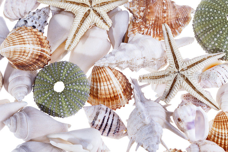 背景上有五颜六色的各种海贝壳