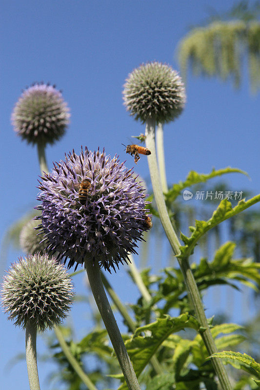 蜜蜂与紫锥菊植物