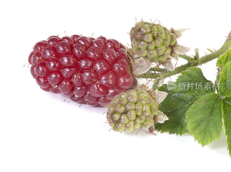 黑莓——Tayberry