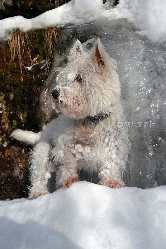 Westie狗在冬天徒步旅行