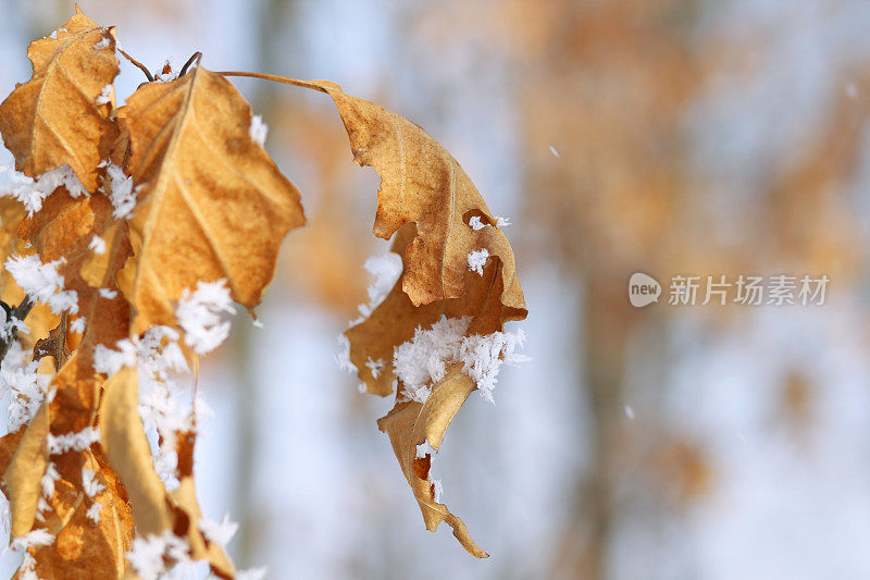 下雪