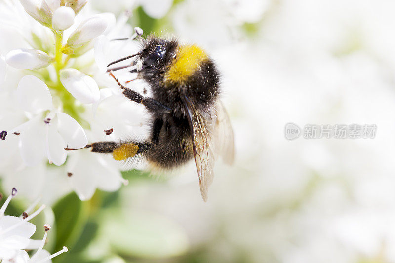 蜜蜂在hebe花上