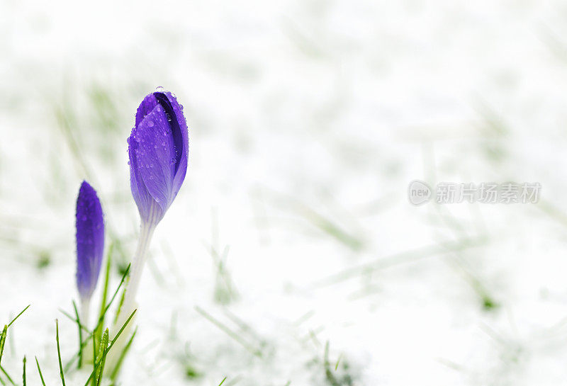 雪中的番红花