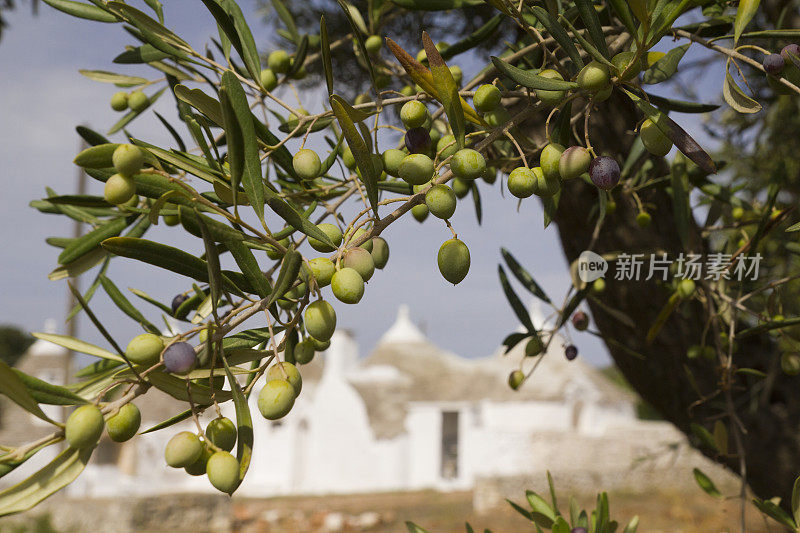 意大利古董屋“Trulli”